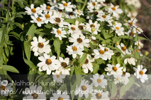 Flowers_2008-08-24_IMG_1551